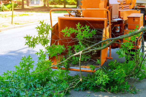 How Our Tree Care Process Works  in  Gurnee, IL