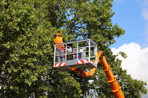 Best Emergency Tree Removal  in Gurnee, IL