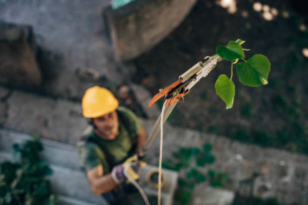 Best Fruit Tree Pruning  in Gurnee, IL