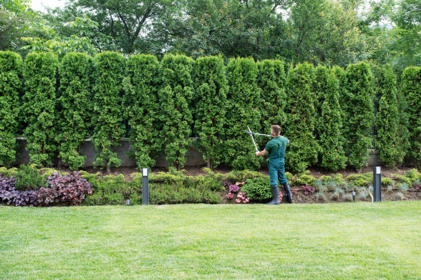 Best Storm Damage Tree Cleanup  in Gurnee, IL