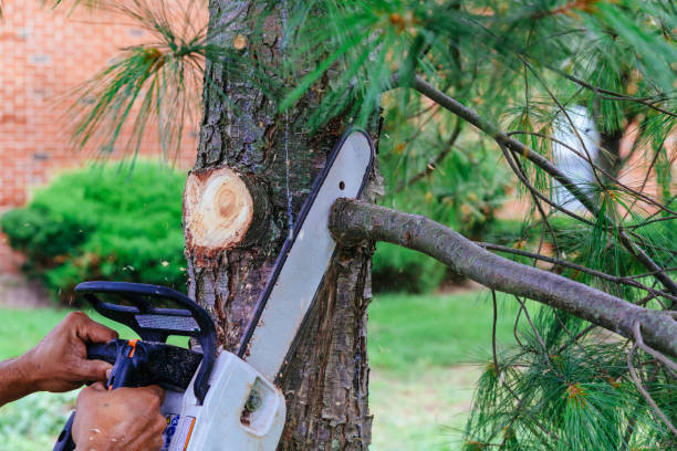 Best Tree and Shrub Care  in Gurnee, IL
